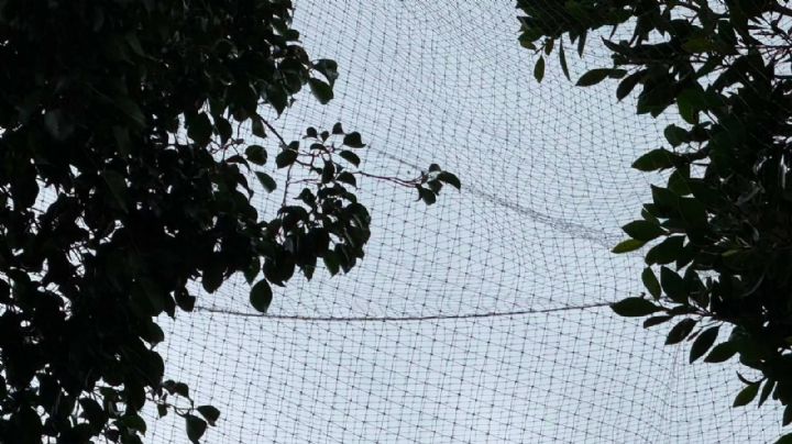 Las garzas no son bienvenidas en Jalpa de Cánovas; ponen redes en los árboles para evitar su refugio