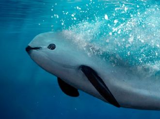 Vaquita marina: jóvenes cambian las redes de pesca por binoculares para salvarla