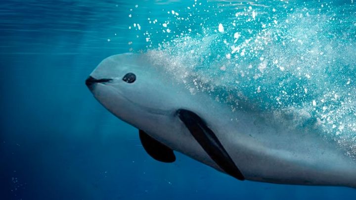 Vaquita marina: jóvenes cambian las redes de pesca por binoculares para salvarla
