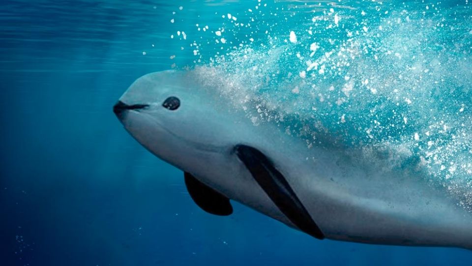 Vaquita marina: jóvenes cambian las redes de pesca por binoculares para salvarla