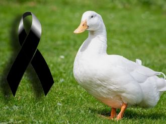 Atropellan a pato en pleno bulevar Felipe Ángeles de Pachuca