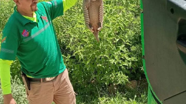 Trabajador de Sidral Aga atrapa a un armadillo y lo cuelga de la cola