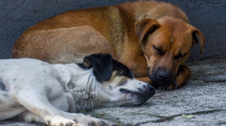 Venta de animales vs. la cultura de la adopción en CDMX