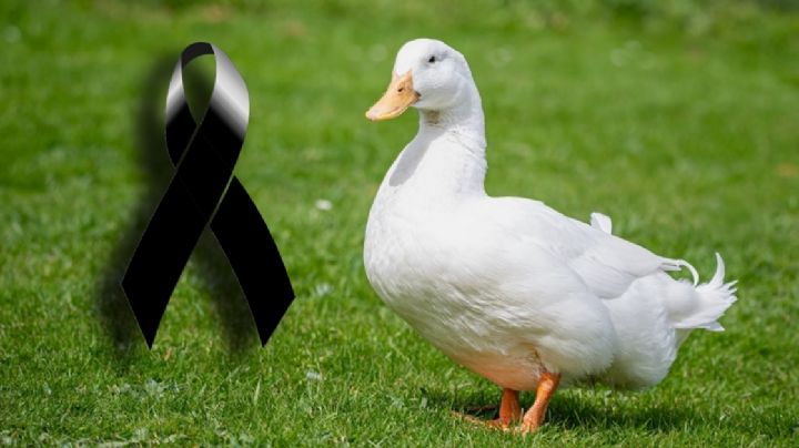 Atropellan a un pato en pleno bulevar Felipe Ángeles de Pachuca; así el accidente