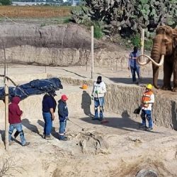 Tren México-Pachuca: por hallazgo de mamut, quieren crear un museo en Tizayuca