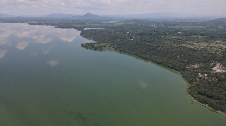 Retiran 110 mil metros cúbicos de lirio de la presa Endhó como parte del rescate del río Tula