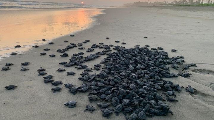 Michoacán está listo para el arribo de miles de tortugas marinas