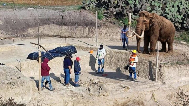 Tren México-Pachuca: por hallazgo de mamut, quieren crear un museo en Tizayuca