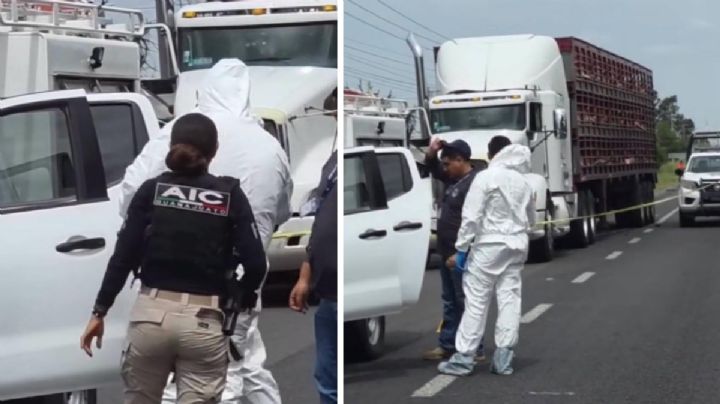 Balacera en la Panamericana por intento de asalto a tráiler con carga de cerdos