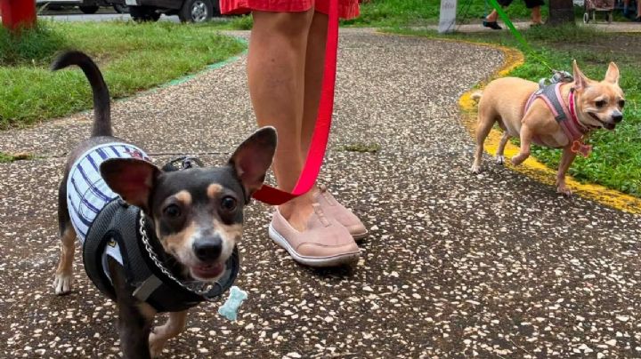 Este día habrá carrera de perritos y atención veterinaria gratuita en Reino Mágico de Veracruz
