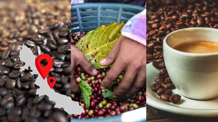 Estos son los 5 municipios de Veracruz que más producen café