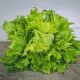 “Falso positivo” de lechuga mexicana en EU; descartan que contenga Cyclospora