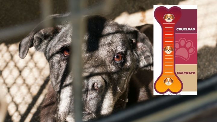 Violentómetro animal: así puedes identificar y denunciar agresiones contra animales en Veracruz