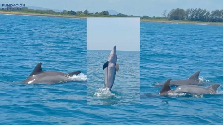 Fundación Yepez de Nautla, localiza colonias de delfines en el Golfo de México