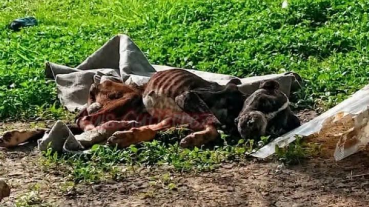 "Lo enterraron vivo": activistas denuncian crueldad en contra de un perro en El Potrero