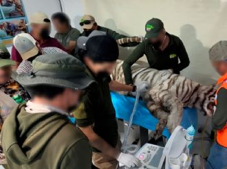 Tigre Kenzo murió por broncoaspiración de sangre tras disparo: UNAM