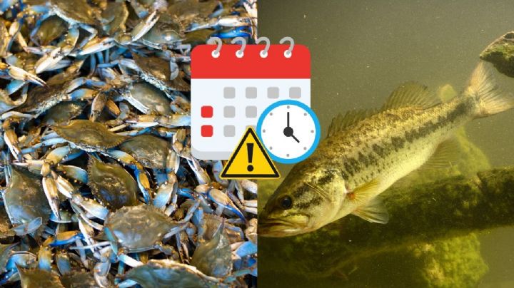 Estas son las especies que entran en veda en Veracruz y que no se pueden capturar
