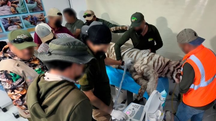 Muere "Kenzo", tigre de bengala que escapó de refugio de Tepetlaoxtoc, Edomex