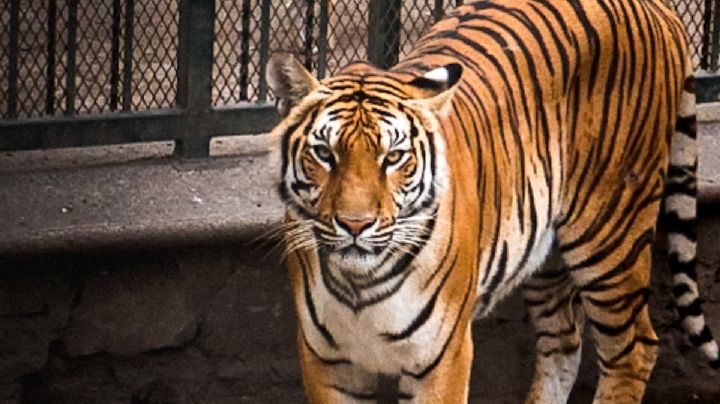 Muere un tigre del zoológico de Orizaba, confirma el ayuntamiento