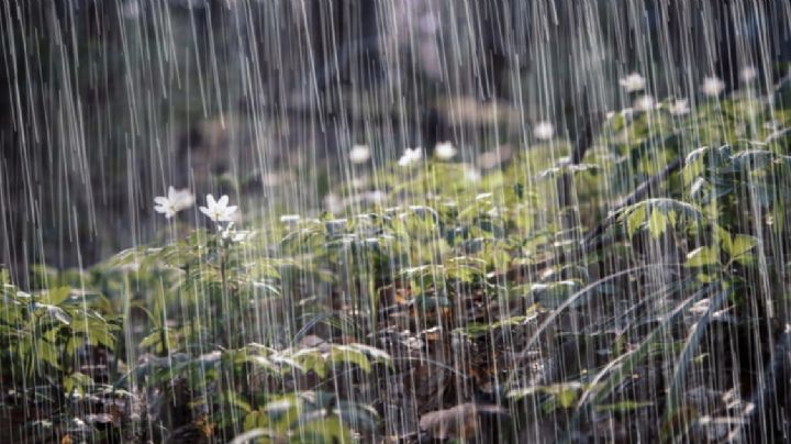 Onda tropical 14 traerá lluvias a Hidalgo este viernes 3 de julio, así las probabilidades