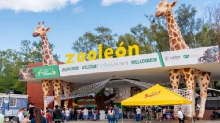 Caen visitas al Zooleón más del 40% durante 2026; señalan que es por desinformación