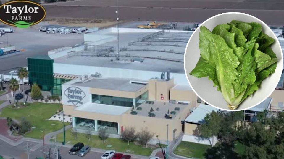 La FDA de Estados Unidos descartó el hallazgo de Cyclospora en lechuga iceberg de Guanajuato al confirmar un falso positivo, pero mantiene abierta la investigación del brote.