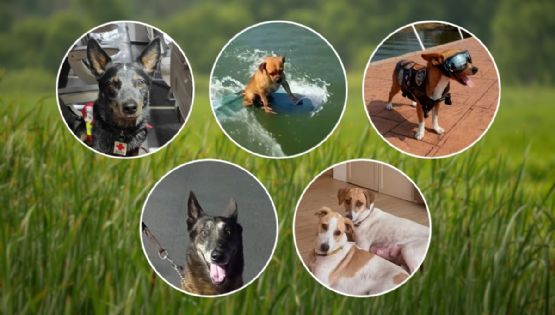 Día Mundial del Perro: 5 perritos virales de Veracruz