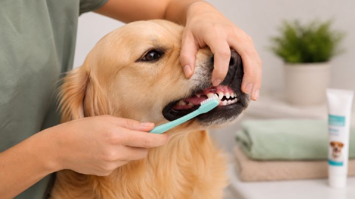 Día del perro: el truco para cepillar sus dientes sin que se estrese