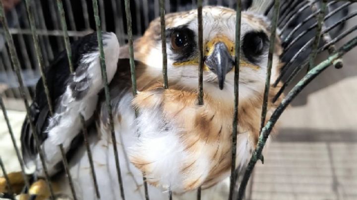 800 animales han sido rescatados por Protección Civil de León en lo que va del año