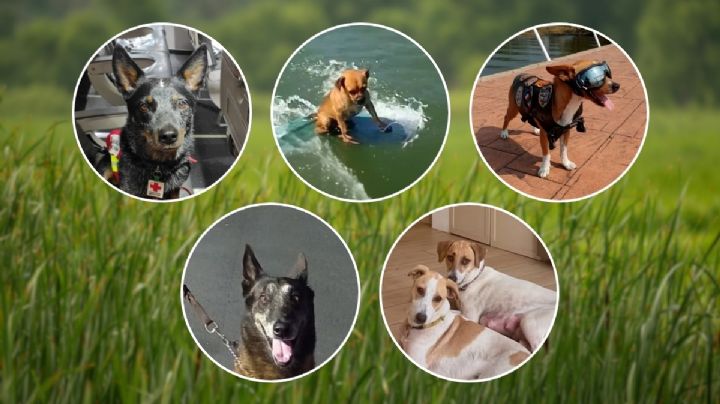 Día Mundial del Perro: 5 perritos virales de Veracruz