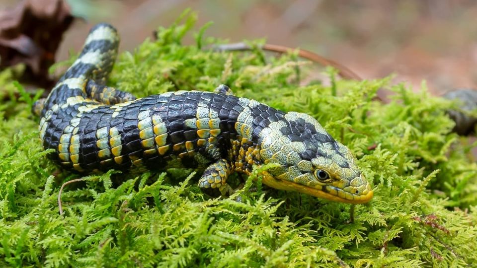 Fueron al menos siete dragoncitos los rescatados, todos los cuales se encuentran sanos y salvos