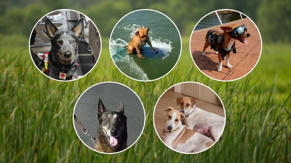 Día Mundial del Perro: estos son 5 perritos virales de Veracruz