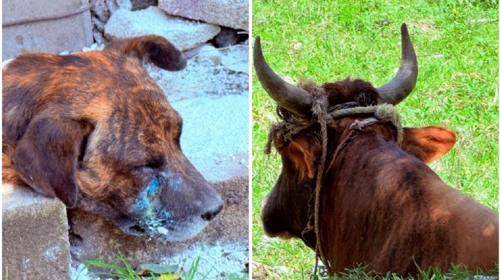 Atienden 15 casos de gusano barrenador en perros y ganado en Nogales