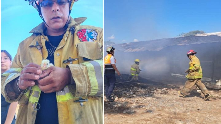 Hasta 30 mil pollos mueren en incendio de granja avícola en Fortín, Veracruz
