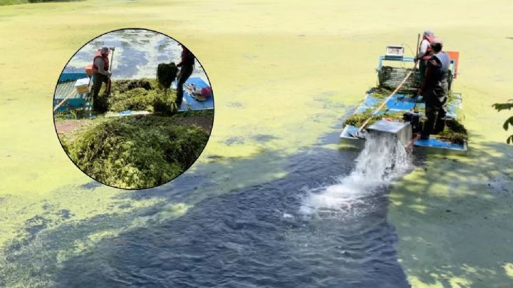 Ayuntamiento limpia los lagos de Las Ánimas en Xalapa con lancha recolectora de algas