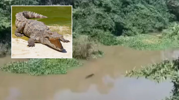 Prohíben pesca en río de Pajapan tras ataque de cocodrilo a un pescador en Veracruz