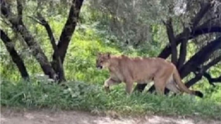 Captan en fotografía un puma por la zona de La Patiña, en León