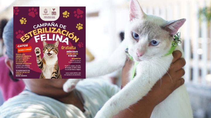 Este 29 de julio habrá esterilización gratuita de gatos para esta colonia de Veracruz; así es el registro