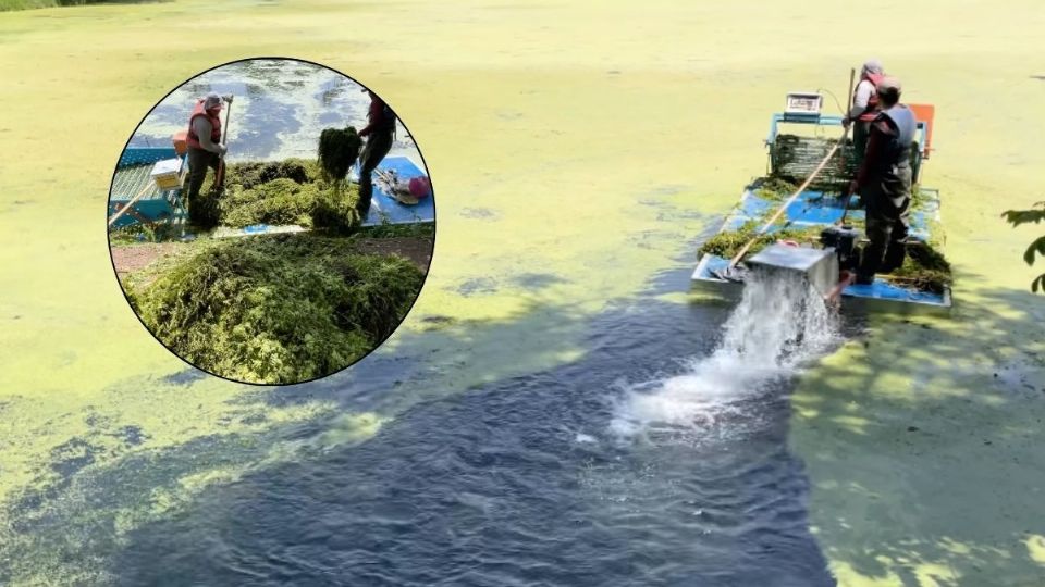 Ayuntamiento limpia los lagos de Las Ánimas en Xalapa con lancha recolectora de algas
