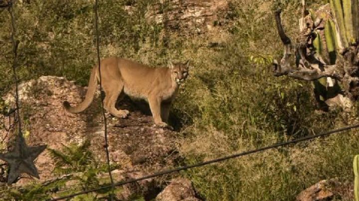 Un puma posó para la foto en la región de la Sierra Gorda de Victoria