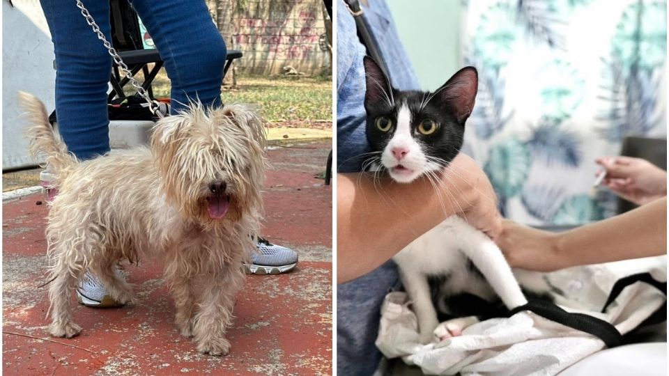 Aplicarán vacuna antirrábica gratis para perros y gatos en esta colonia de Veracruz este 28 de julio