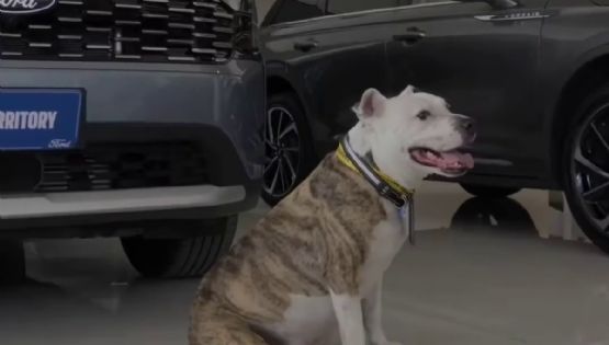 Perro asesor atiende en agencia vehicular de Pachuca; es el más tierno | VIDEO