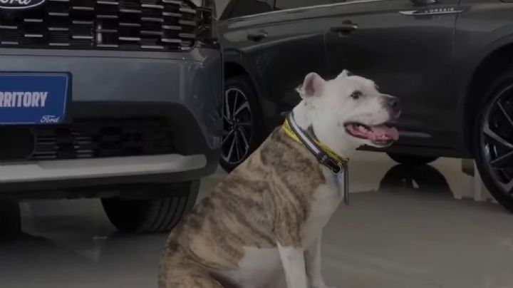 Perro asesor atiende en agencia vehicular de Pachuca; es el más tierno | VIDEO