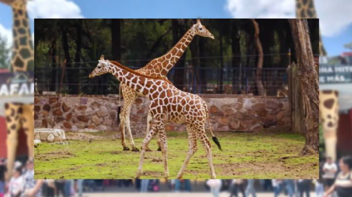 Muere jirafa del Zoo León tras accidente dentro de su recinto; esto dijeron los veterinarios