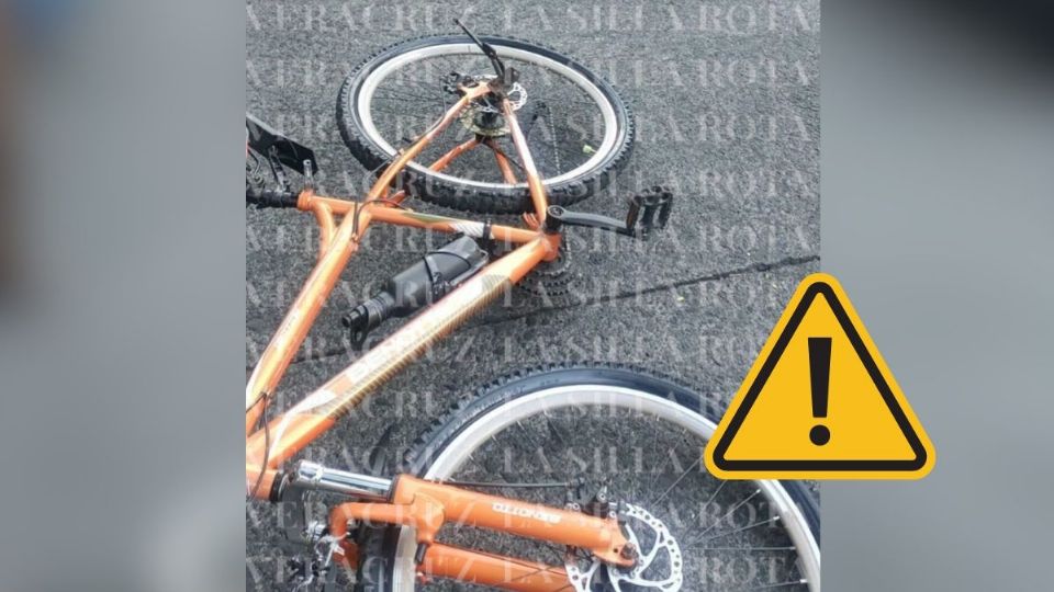 Buscan a familia de perrito que murió tras accidente en calle Ignacio de la Llave en Xalapa