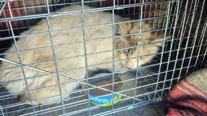Gatos del canal de Torres landa caen en las trampas y son rescatados