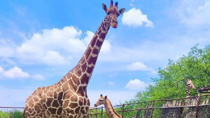 La Jirafa murió cuando no estaba vigilada, no hay guardanimales en la tarde en el Zoológico