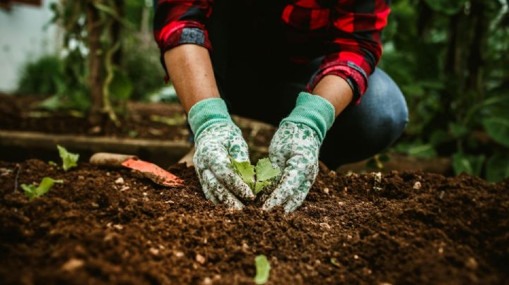Invitan a escuelas de Catemaco a participar en programa de renovación de áreas verdes