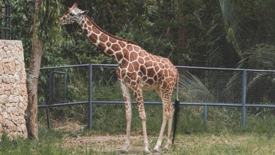 Oldie cautivó a visitantes y leoneses durante 21 años en el Zooleón.
