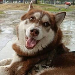 Este el primer perro que recibirá pensión alimenticia tras el divorcio de sus dueños